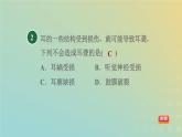 华东师大版八年级科学下册第3章人体的感觉2耳与听觉习题课件