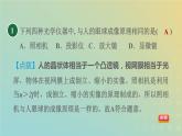 华东师大版八年级科学下册第2章光4眼的成像原理视力的矫正习题课件