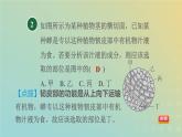 浙教版八年级科学下册第4章植物与土壤阶段专项复习八习题课件