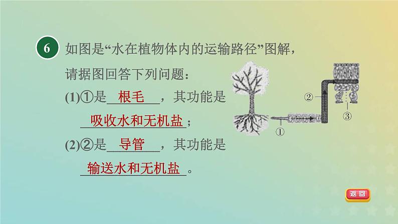 浙教版八年级科学下册第4章植物与土壤阶段专项复习八习题课件08