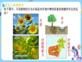 浙教版科学 八年级上册 3.1 植物生命活动的调节（第1课时） 课件+教案+练习