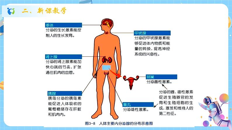 浙教版科学 八年级上册 3.2 人体的激素调节 课件+教案+练习07