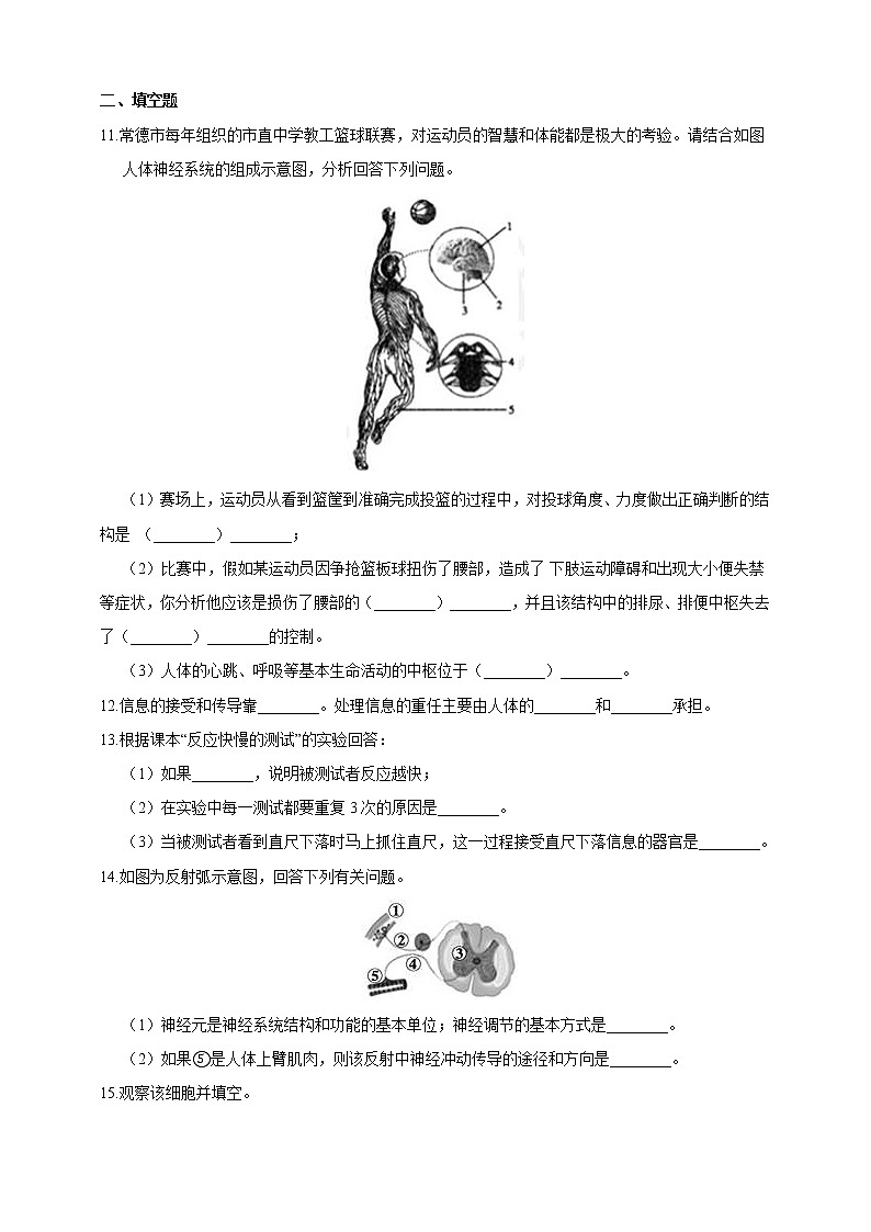 浙教版科学 八年级上册 3.3 神经调节（第2课时） 课件+教案+练习03