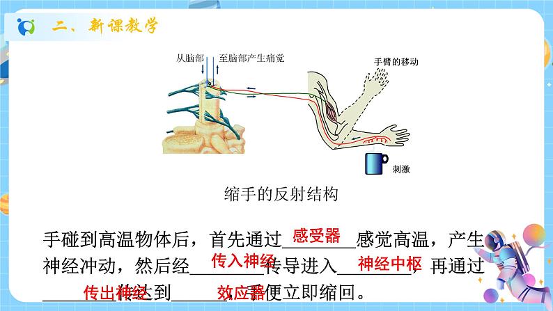 浙教版科学 八年级上册 3.3 神经调节（第2课时） 课件+教案+练习06
