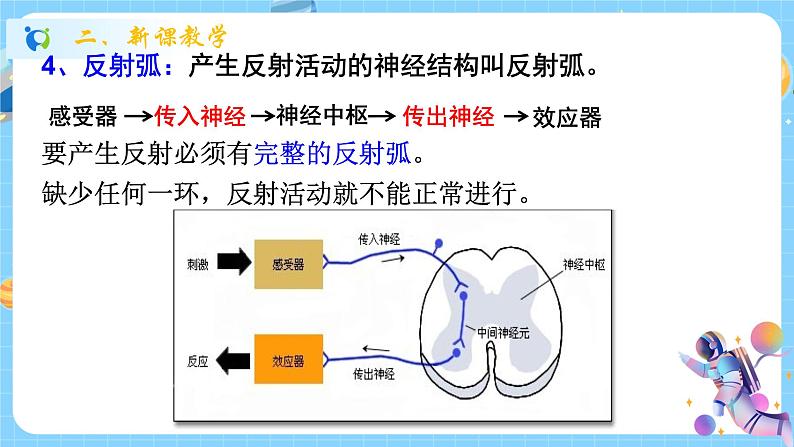 浙教版科学 八年级上册 3.3 神经调节（第2课时） 课件+教案+练习08