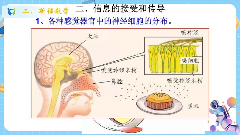 浙教版科学 八年级上册 3.3 神经调节（第1课时） 课件+教案+练习06