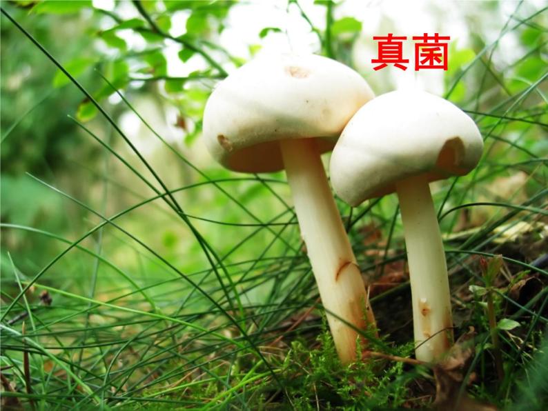 华师大版科学七年级上册 1.2生物的基本特征 课件03