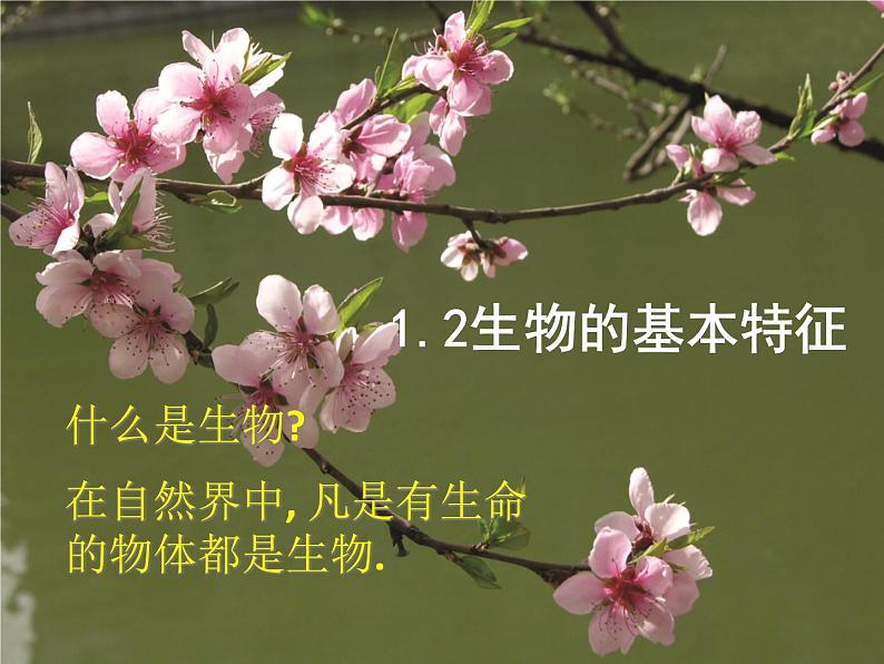 华师大版科学七年级上册 1.2生物的基本特征 课件07