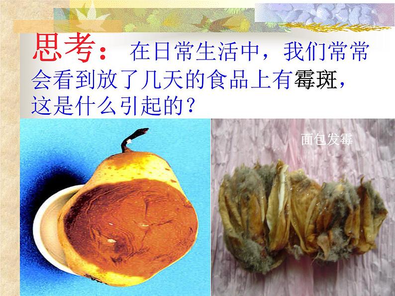 华师大版科学七年级上册 2.3细菌和真菌 课件第7页