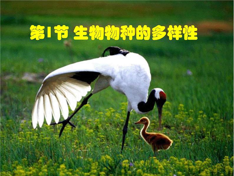 华师大版科学七年级上册 3.1生物物种的多样性 课件02