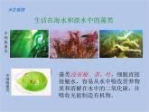 华师大7上个科学1.1 艳丽多姿的生物 课件