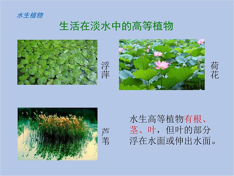 华师大7上个科学1.1 艳丽多姿的生物 课件第4页