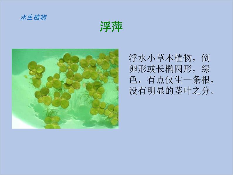 华师大7上个科学1.1 艳丽多姿的生物 课件第5页