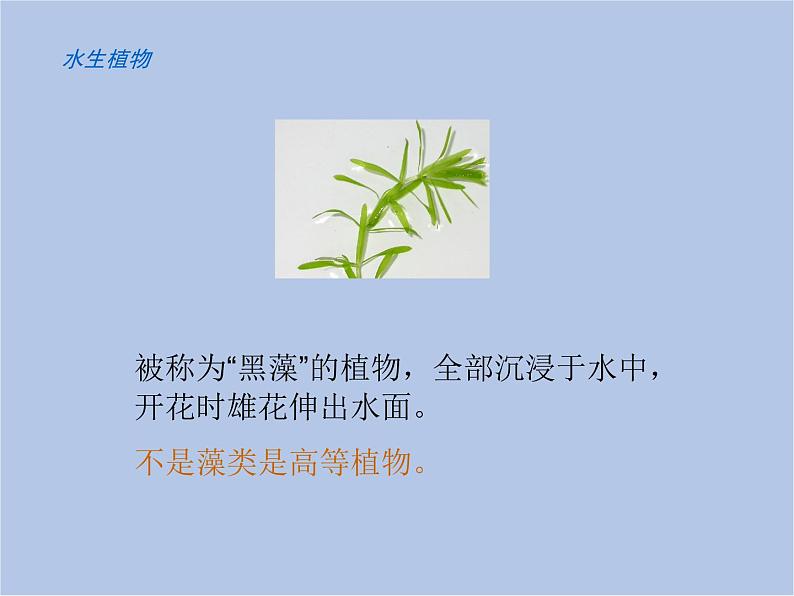 华师大7上个科学1.1 艳丽多姿的生物 课件第7页