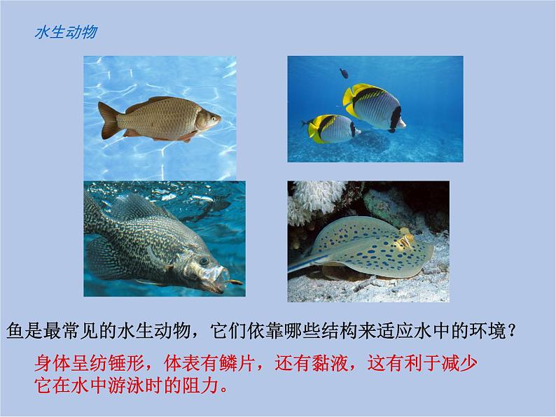 华师大7上个科学1.1 艳丽多姿的生物 课件第8页