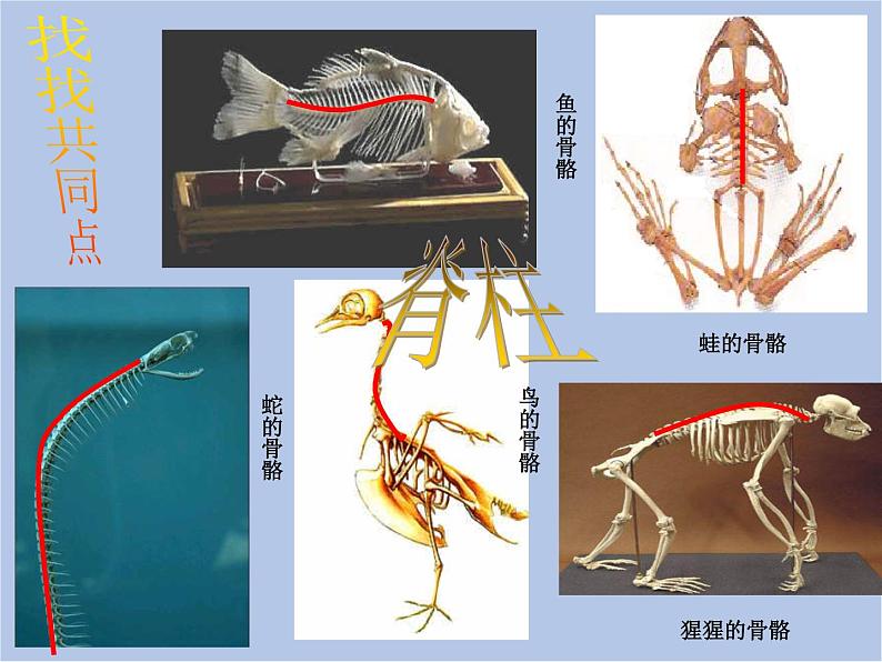 华师大7上个科学2.1 动物的主要类群 课件06