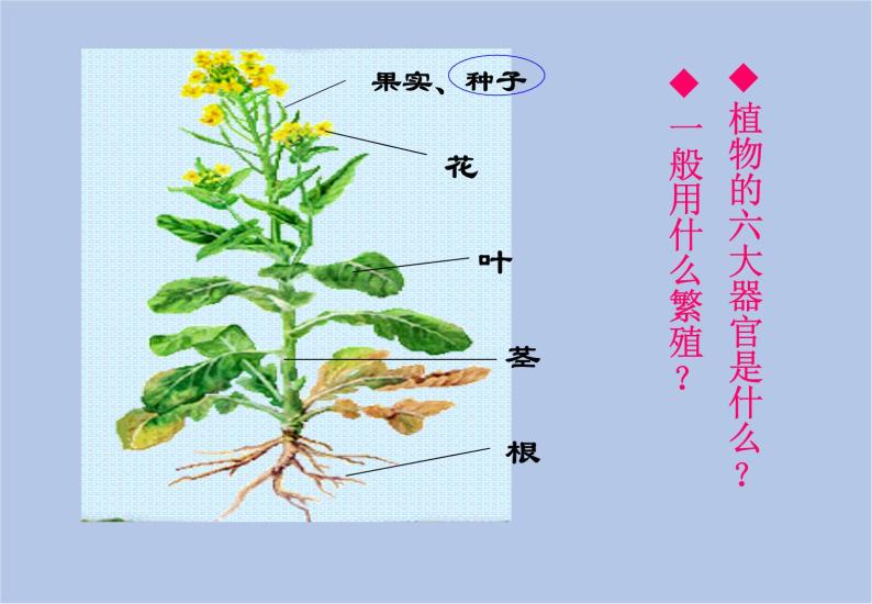 华师大7上个科学2.2 植物的主要类群 课件03