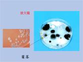 华师大7上个科学2.3 细菌和真菌 课件