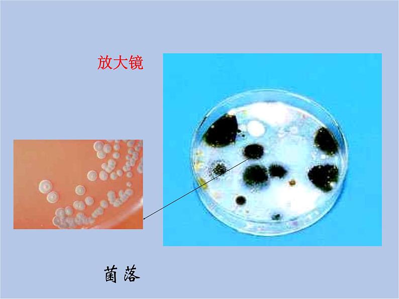 华师大7上个科学2.3 细菌和真菌 课件02