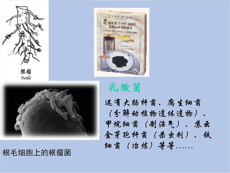 华师大7上个科学2.3 细菌和真菌 课件06