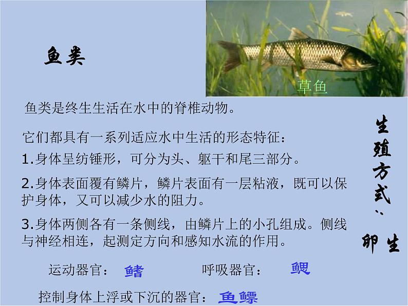 华师大7上个科学第2章 生物的主要类群 复习课件04