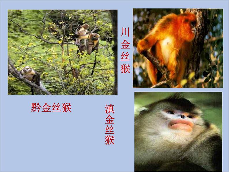 华师大7上个科学3.3 保护生物多样性 课件05