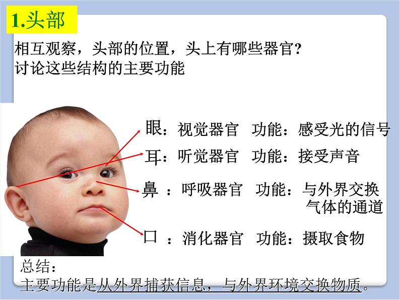 华师大7上个科学4.1 生物体 课件08