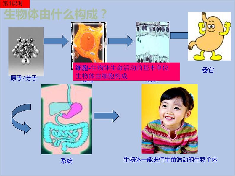 华师大7上个科学4.2 细胞 课件02