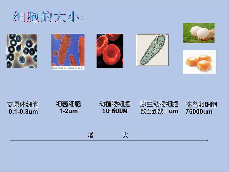 华师大7上个科学4.2 细胞 课件06