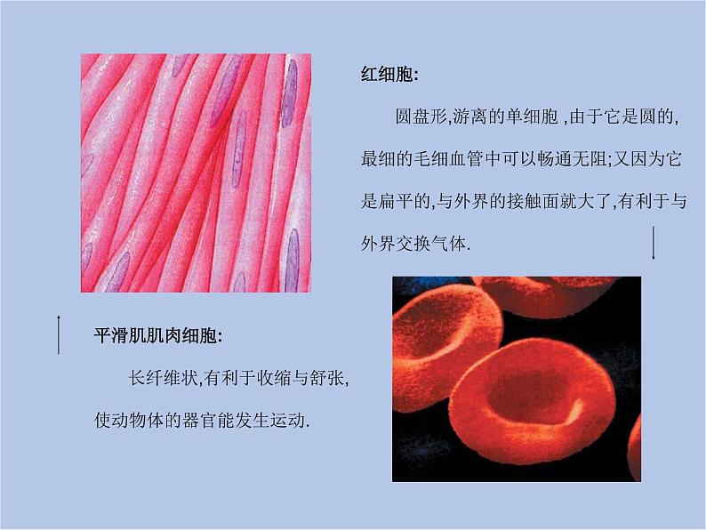 华师大7上个科学4.2 细胞 课件07