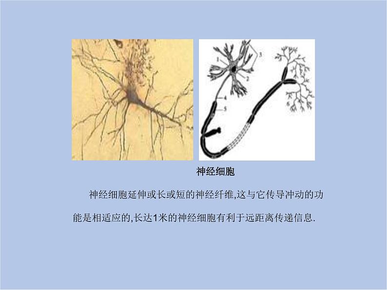 华师大7上个科学4.2 细胞 课件08