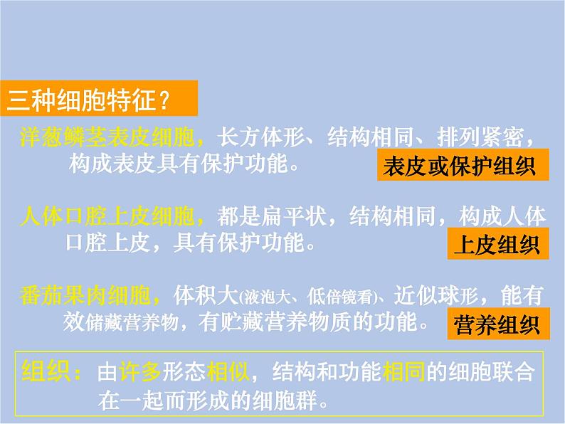 华师大7上个科学4.3 组织、器官和系统 课件02