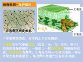 华师大7上个科学4.3 组织、器官和系统 课件