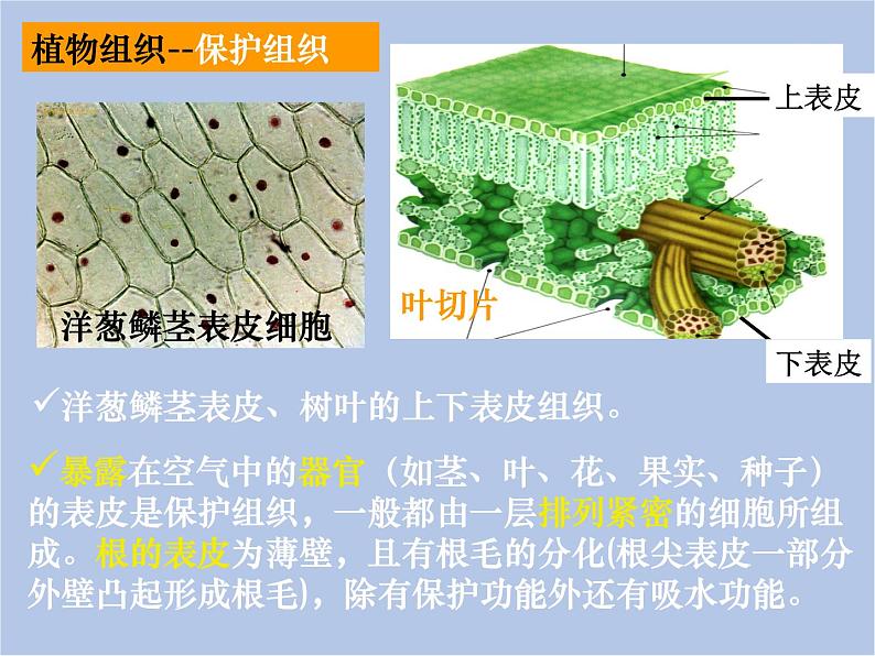 华师大7上个科学4.3 组织、器官和系统 课件03