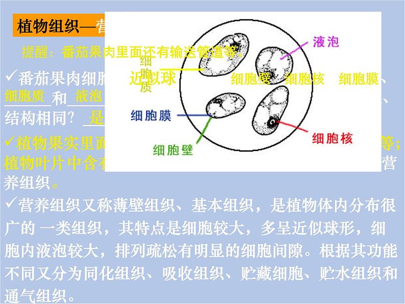 华师大7上个科学4.3 组织、器官和系统 课件04