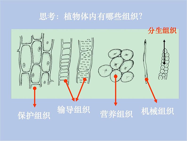 华师大7上个科学4.3 组织、器官和系统 课件06