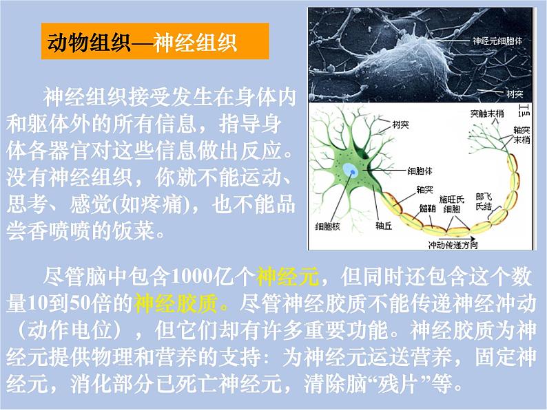 华师大7上个科学4.3 组织、器官和系统 课件08