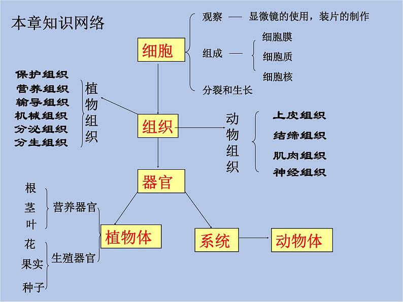 华师大7上个科学第4章 生物体的结构层次 复习课件第2页