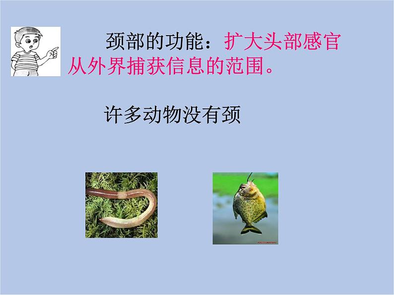 华师大7上个科学第4章 生物体的结构层次 复习课件第5页