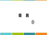 2.2  细胞③ 课件—2021-2022学年浙教版七年级科学上册