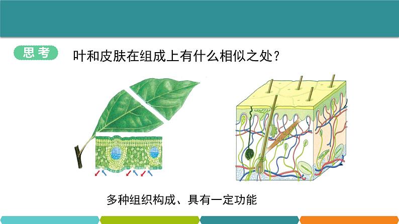 2.3 生物体的结构层次②课件—2021-2022学年浙教版七年级科学上册02