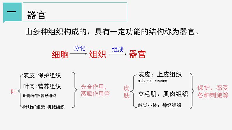 2.3 生物体的结构层次②课件—2021-2022学年浙教版七年级科学上册03