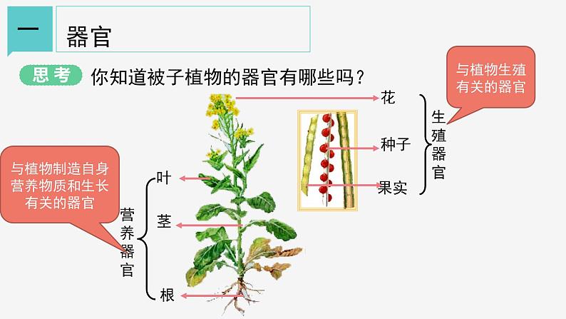 2.3 生物体的结构层次②课件—2021-2022学年浙教版七年级科学上册04