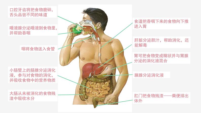 2.3 生物体的结构层次②课件—2021-2022学年浙教版七年级科学上册07