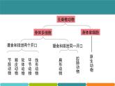 2.4 常见的动物③（2021版）课件—2021-2022学年浙教版七年级科学上册