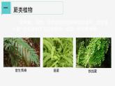 2.5 常见的植物② 课件—2021-2022学年浙教版七年级科学上册
