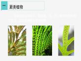 2.5 常见的植物② 课件—2021-2022学年浙教版七年级科学上册