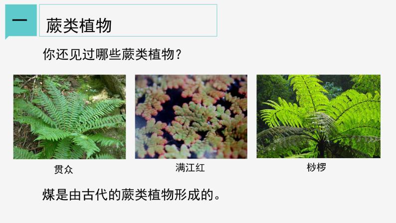 2.5 常见的植物② 课件—2021-2022学年浙教版七年级科学上册06
