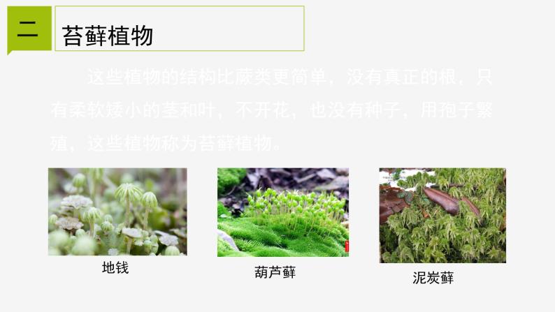 2.5 常见的植物② 课件—2021-2022学年浙教版七年级科学上册08