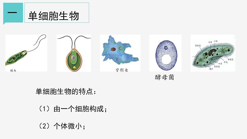 2.6 物种的多样性①课件—2021-2022学年浙教版七年级科学上册04